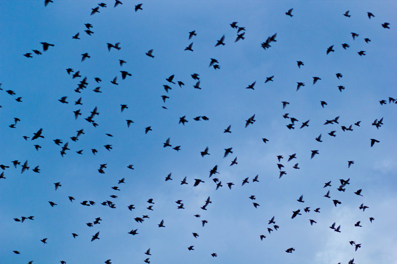 large group of animals, silhouette, of, abundance, vertebrate, bokeh, 1080P, motion, 1920x1280 px, animal, animals in the wild, flock, flying, flock of birds