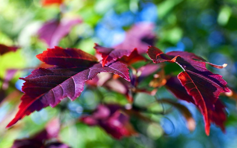 red, nature, depth of field, bokeh, depth, red leaves, macro, leaves, 720P, field, plants