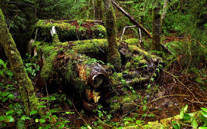 overgrowth, classic, decay, hd, car, forest, urban, nature, deserted, abandon, 720P