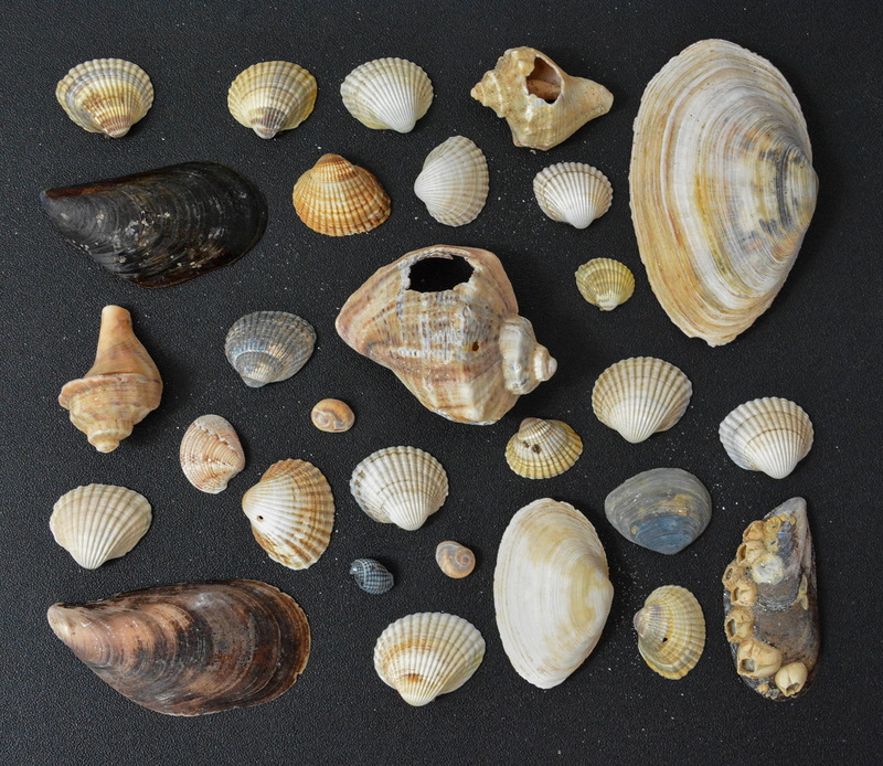 summer, island, original, indoors, no people, table, mcraftpix, choice, old, food, animal shell, directly above, high angle view, animal, 720P, large group of objects