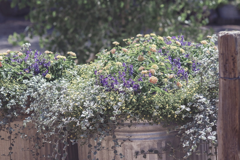 floral, petal, no people, holiday, purple, design, wood, flower arrangement, 4K, garden, sunlight, vulnerability, nature, day, close-up, vases, gardening