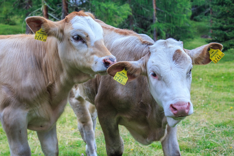cattle, pets, field, herbivorous, little calf, domestic animals, beef, plant, cows, ruminant, calves, livestock tag, alpine pasture, outdoors, young animal
