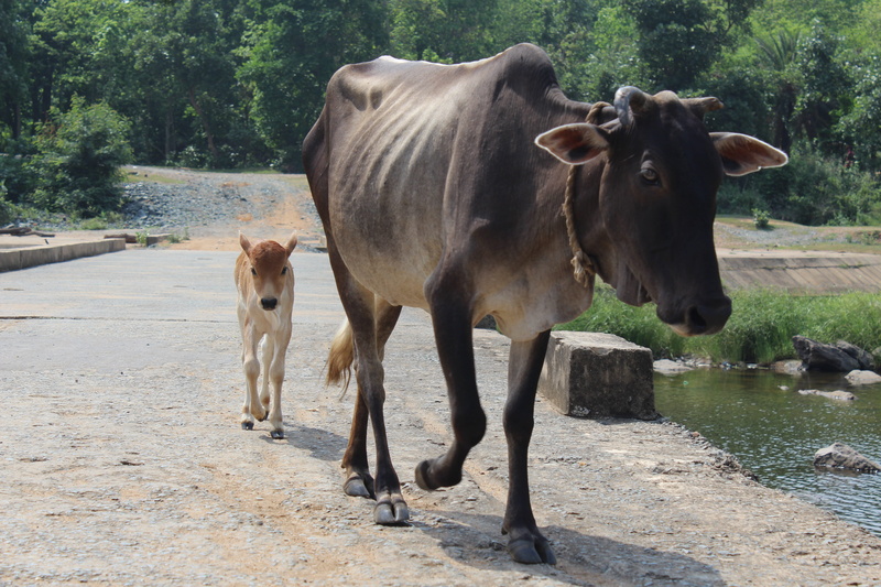 water, cattle, cow, domestic animals, livestock, young animal, white, group of animals, calf, plant, day, nature, agriculture, 5K, india, animal, outdoors