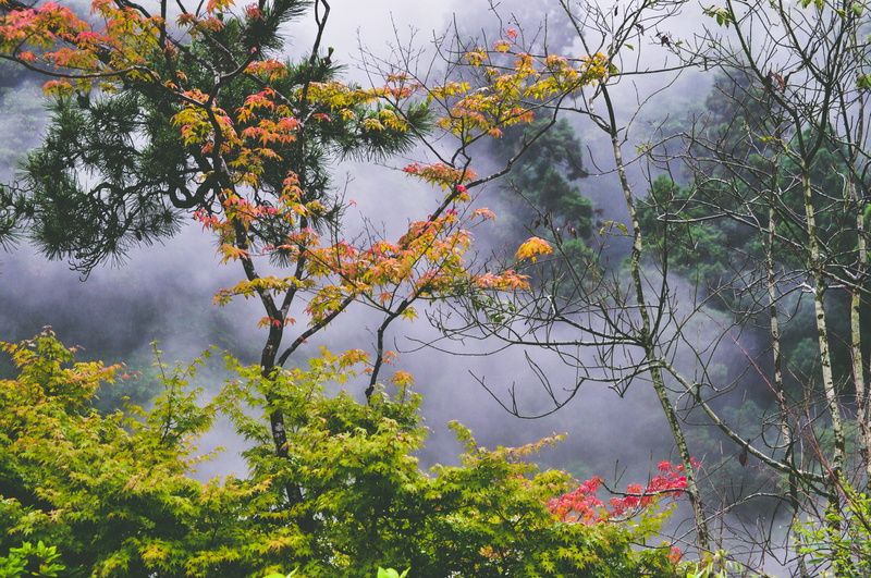 beauty, change, weather, mystery mysteriou, hot spring, green color, asian, mist, autumn, whimsical, rain, omniou, tree, no people, leafe, sky, branch