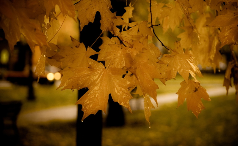 plant part, autumn collection, maple tree, focus on foreground, tree, leaf, plant, maple leaf, day, selective focus, 2K, fall, nature, Autumn, maple, no people
