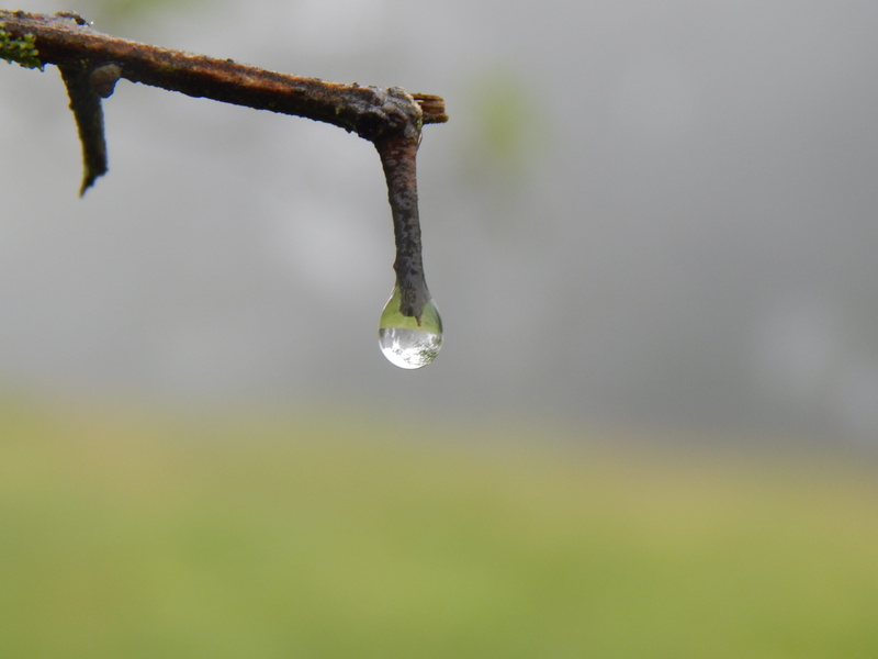 nature, outdoors, purity, icicle, plant, fragility, rain, vulnerability, close-up, cold temperature, Fog, focus on foreground, raindrop, 4K, Drop, Branch