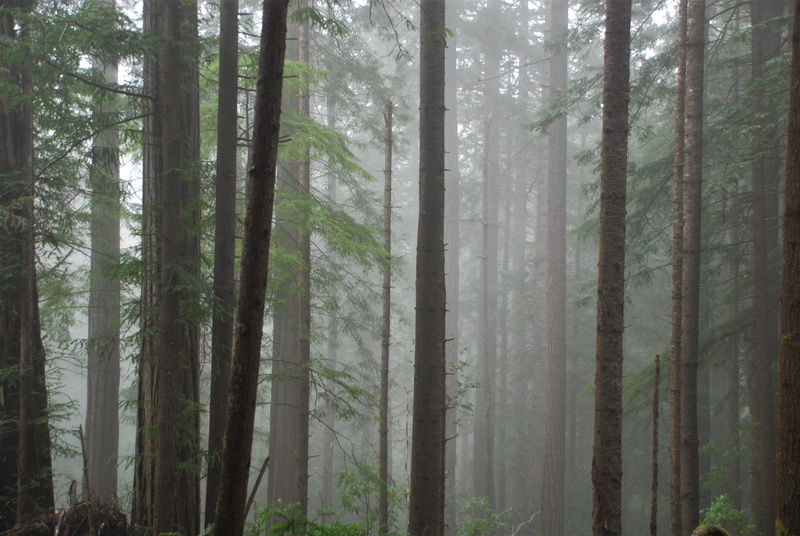 covered, russian gulch state park, coniferous tree, outdoors, tree, foggy, pine tree, nature, no people, rain, redwood rainforest, scenics - nature, mendocino