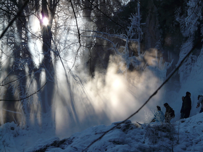 light, bare tree, alb eaves, forest, fog, beam, haze, covered, land, beauty in nature, mystical, ghostly, mysterious, swabian alb, trunk, drizzle, spray