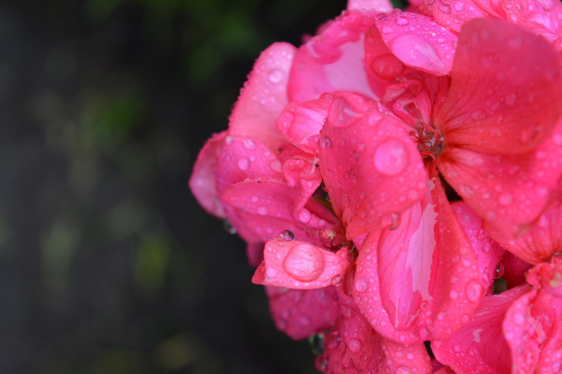 flower head, pink color, focus on foreground, pollen, rosa, raindrop, petal, growth, vulnerability, rain, plant, 5K, wet, outdoors, springtime, beauty in nature