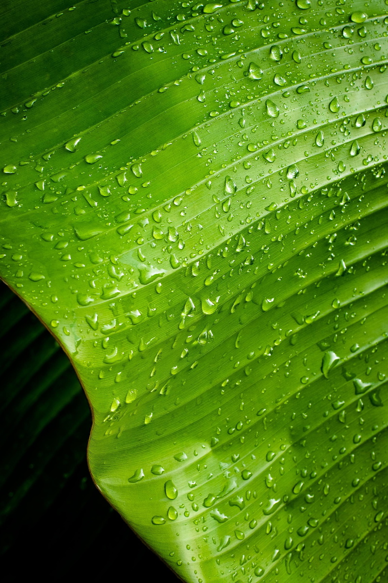outdoors, drops, plants, plant, abstract, day, leaf Vein, huerta, close-up, rainy season, dew, green leaves, plant part, raindrop, no people, macro, nature