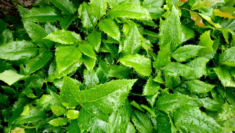 Water, leaves in rain, herb, raindrop, Drizzle, Leaves, natural, organic, outdoors, water, no People, day, green Color, rain, wet, spring, tranquility