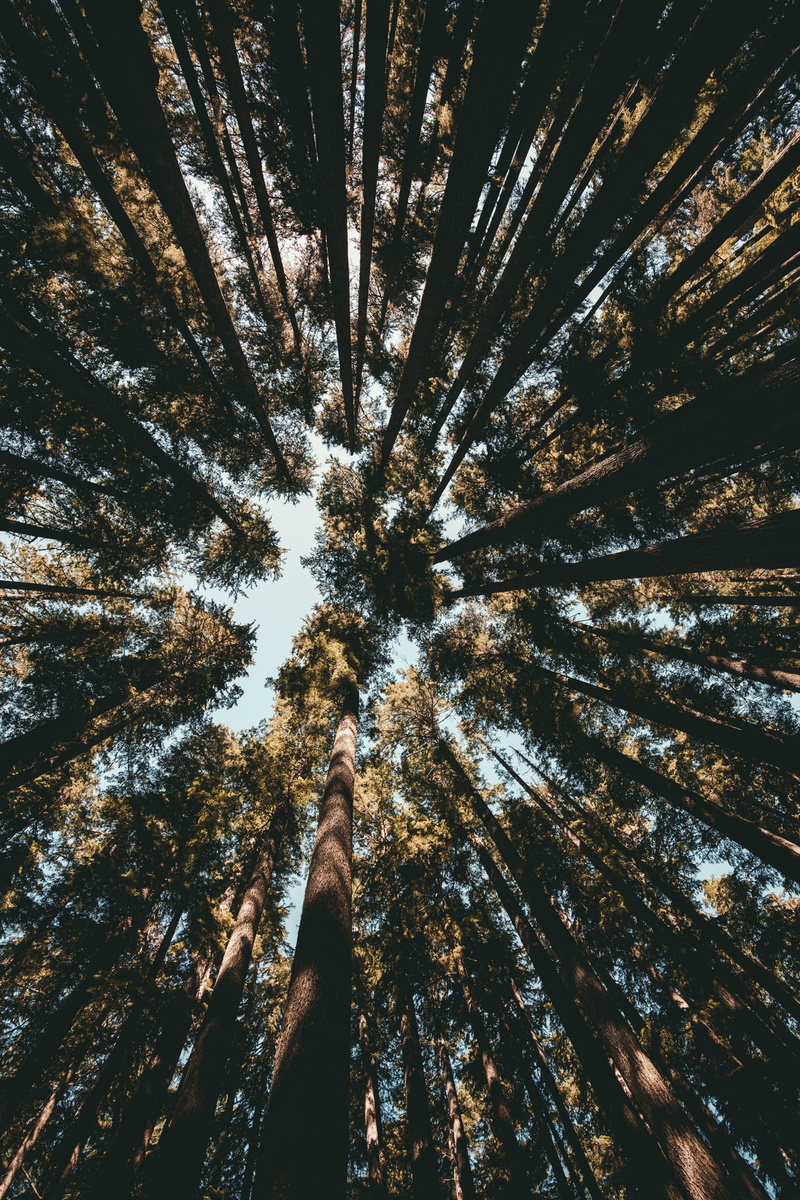 plant, tall - High, sky, nature, branch, pnw, summer, sun, happiness, shadow, pacific northwest, portrait, environment, kal visual, tree, 50mm