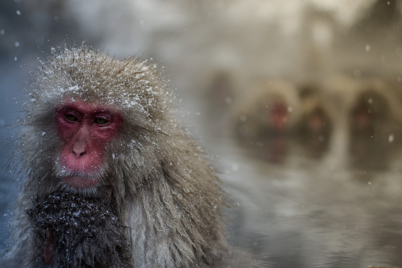 sony, animal hair, monkey, focus on foreground, hot springs, primate, animal wildlife, vertebrate, wildlife, snow, japanese macaque, alpha, 5K, japan