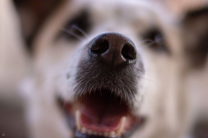 nose, dog, animal themes, doggy, puppy, no people, animal mouth, close-up, mouth open, mammal, body part, animal head, canine, 50mm, one animal, whisker