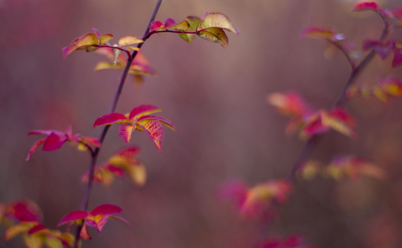 beauty in nature, Forest, red, Blur, Autumn, focus on foreground, Leaf, fading, colors, day, selective focus, no people, freshness, Aero, Plant, flower