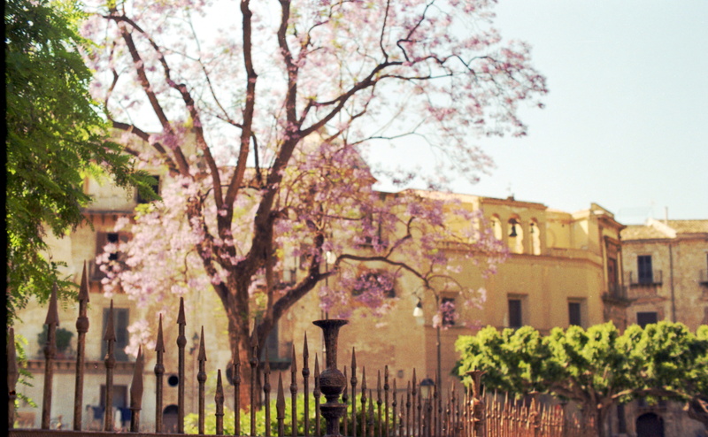 tree, sky, 35mm, plant, architecture, smcpk50mmf12, Spring, freshness, v700, cherry tree, branch, Pentax, Sicily, Italy, cherry blossom, no people, built structure