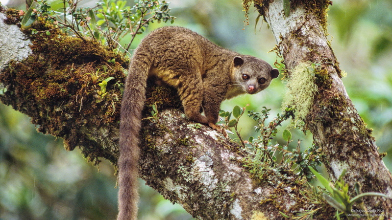 2K, costa, Animals, kinkajou, rica