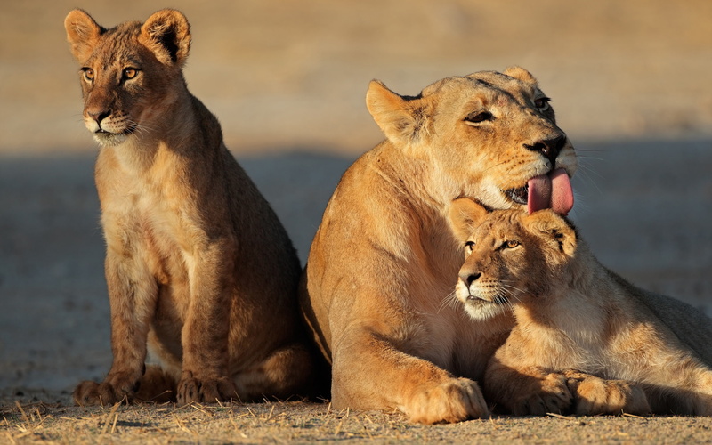 Family, 2K, Lion, Lioness, Cubs