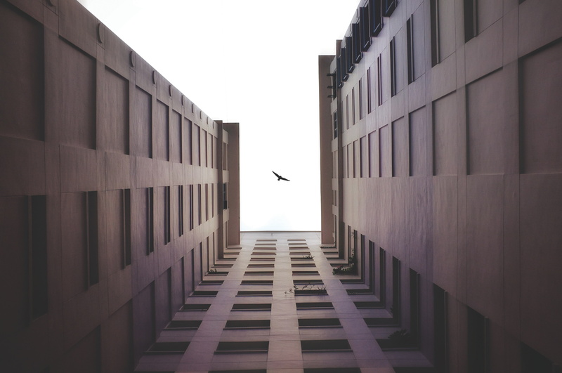 one animal, animal, directly below, animals in the wild, worms eye view, office building exterior, bird, sky, built structure, building exterior, animal wildlife