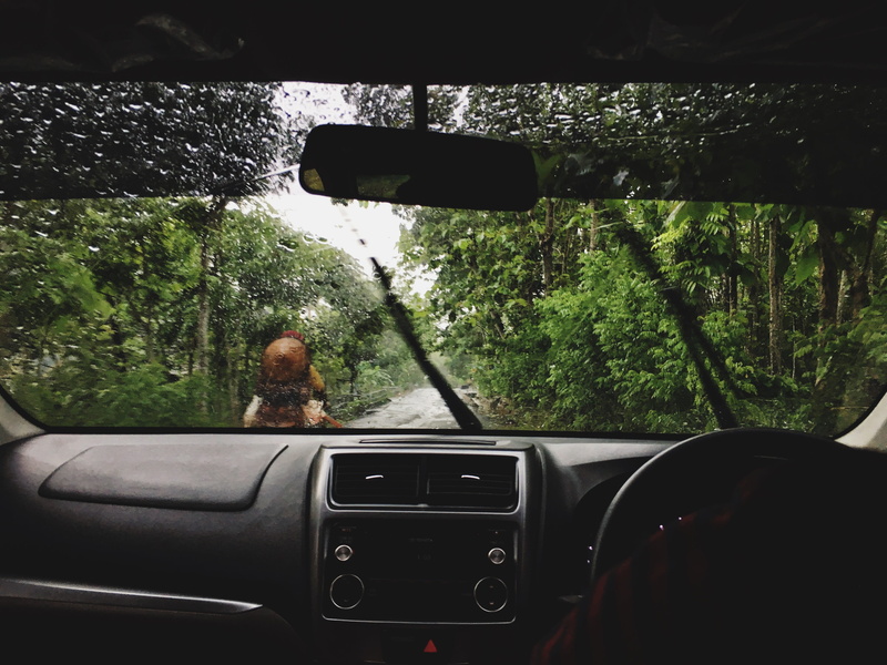 car, 4K, woodland, vehicle, outdoors, plant, car interior, dashboard, motor vehicle, interior, road trip, nature, windscreen, windshield, rear-view mirror