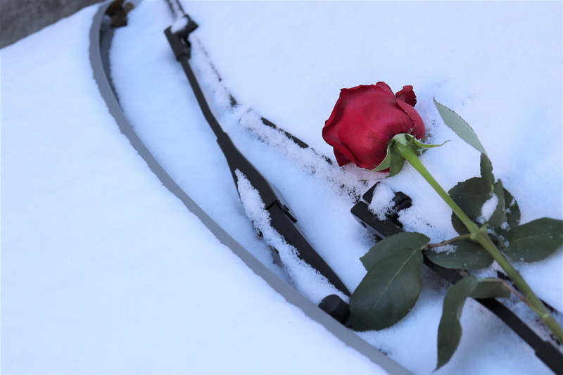 snowflakes, beauty in nature, red, romantic, rose - flower, frost, flower, red rose on car windscreen, plant, snow, food and drink, outdoor, cold, fruit