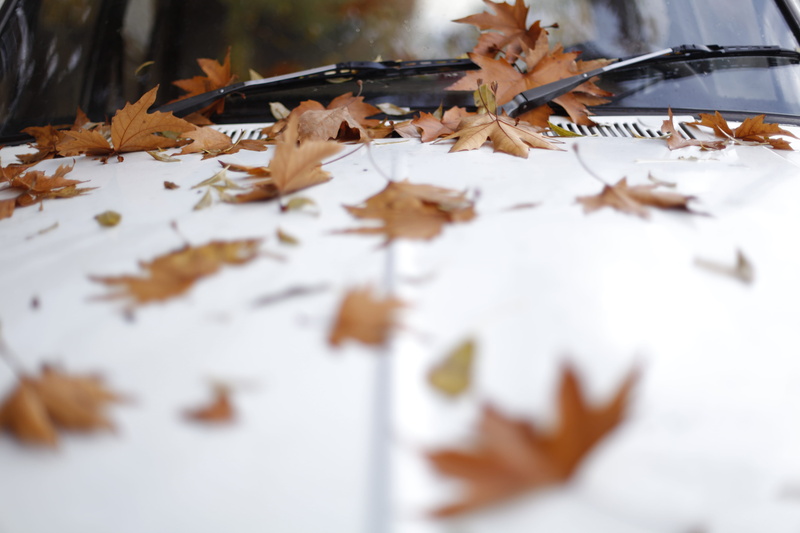 shallow, color Image, photography, old, forest, october, leaf, wood - Material, season, nature, white, autumn, cloudy, 5K, old car, outdoors, bonnet, backgrounds