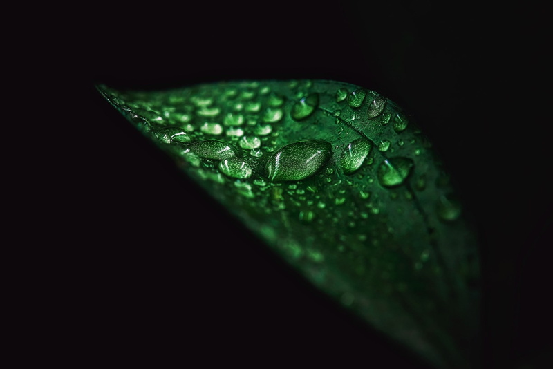 1080P, purity, one animal, simple background, rainforest, drop, water drops, plant, close-up, studio shot, vertebrate, rain, leaves, animal, reptile, no people