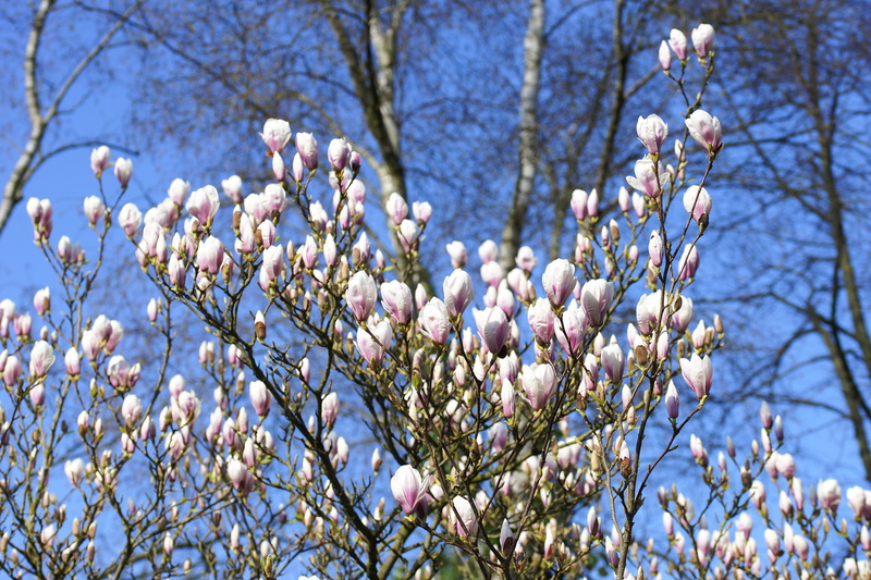 5K, flower, magnoliengewaechs, vulnerability, spring, garden, freshness, growth, tulip magnolia, harmony, awakening, apple tree, ornamental plant, springtime