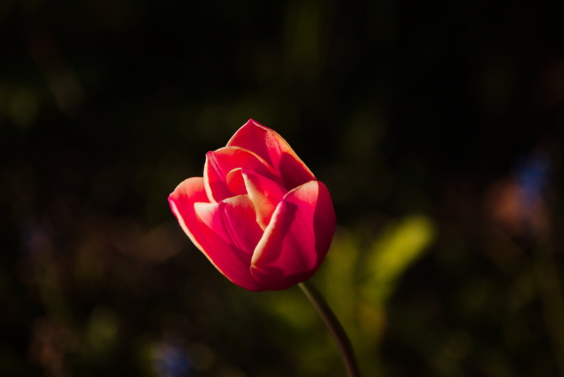 pink, flower head, spring flower, nature, bloom, blossom, flower, inflorescence, vulnerability, frühlingsanfang, garden, fragility, spring, flowering plant