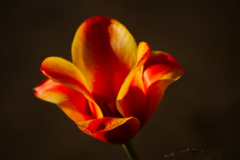 signs of spring, close-up, tulip, flower head, nature, frühlingsanfang, blossom, garden, flowers, early bloomer, flowering plant, awakening, spring awakening