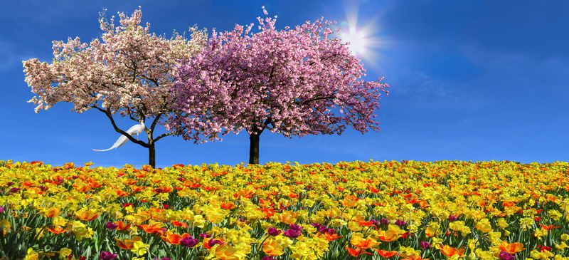 flower head, bloom, vibrant color, sky, spring, growth, springtime, emotions, magnolia, spring flower, multi colored, flowering plant, tulips, 5K, sunlight