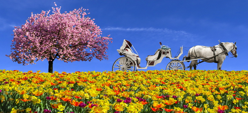 sky, vulnerability, flowering plant, emotions, animal, more, flowers, outdoors, spring flower, tulips, sun, backlighting, mammal, landscape, field, magnolia