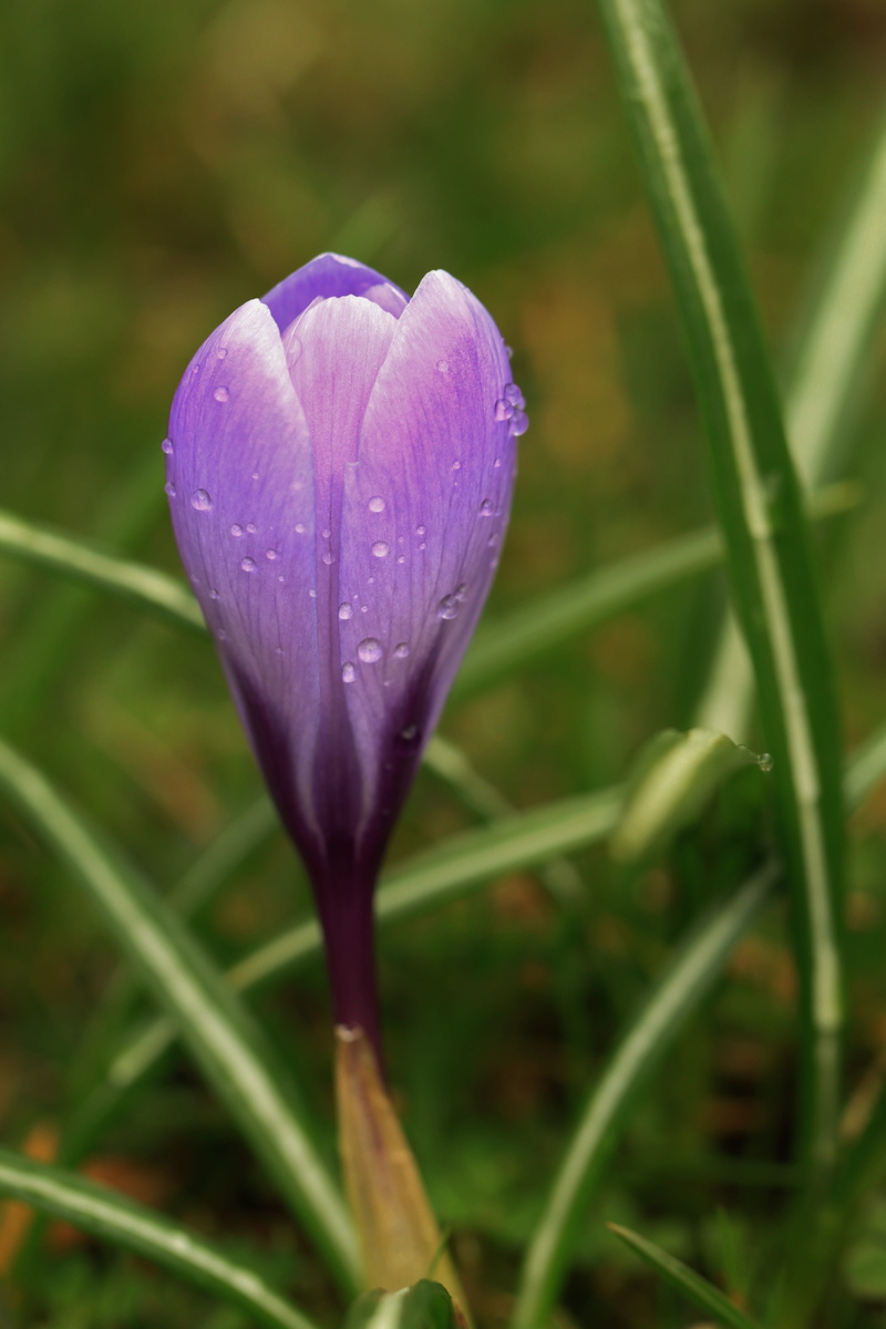 green Color, springtime, raindrop, flower Head, petal, botany, drop of water, purple, summer, vulnerability, iris, softness, flowering plant, harbinger of spring
