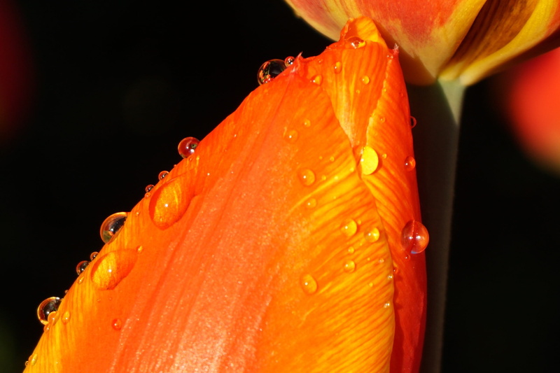 outdoors, no people, nature, bloom, inflorescence, pollen, 1080P, water, petal, orange color, drip, close, dew, plant, spring, lily, purity, blossom, growth