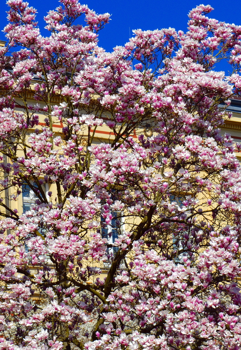 magnolia tree, pink flower, fragility, cherry tree, early bloomer, freshness, flowering plant, harmony, low angle view, plant, cherry blossom, day, bunch of flowers