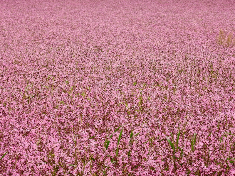 Flower, pink Color, cherry blossom, purple, day, fragility, flowers, beauty In Nature, freshness, no People, growth, nature, flowerbed, lychnis flos-cuculi