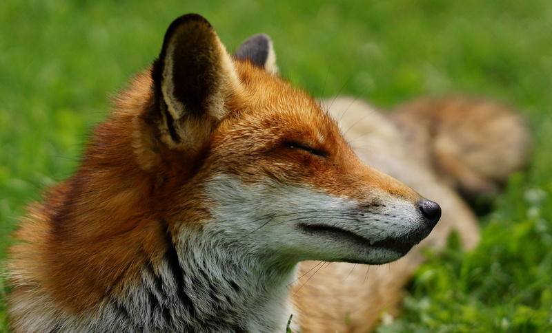 Vulpes, red, close-up photography, nature, animals In The Wild, close, Trimming, red Fox, wildlife, mammal, British  Wildlife  Centre, outdoors, photography