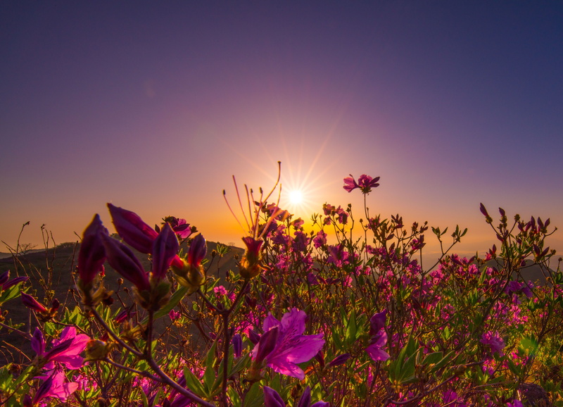 flowers, land, no people, beautiful, heaven, sunset, vulnerability, freshness, plant, azalea, sun, beauty in nature, summer, growth, tranquil scene, bloom