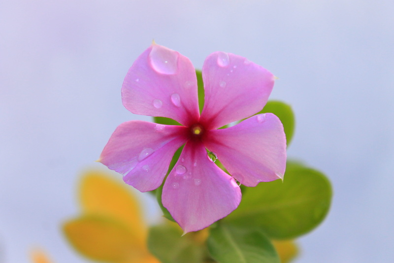 rose pink flower, inflorescence, rose, flower rose, 4K, flowering plant, pink rose, plant, growth, flo, soft focus, petal, blossom, raindrops, purity