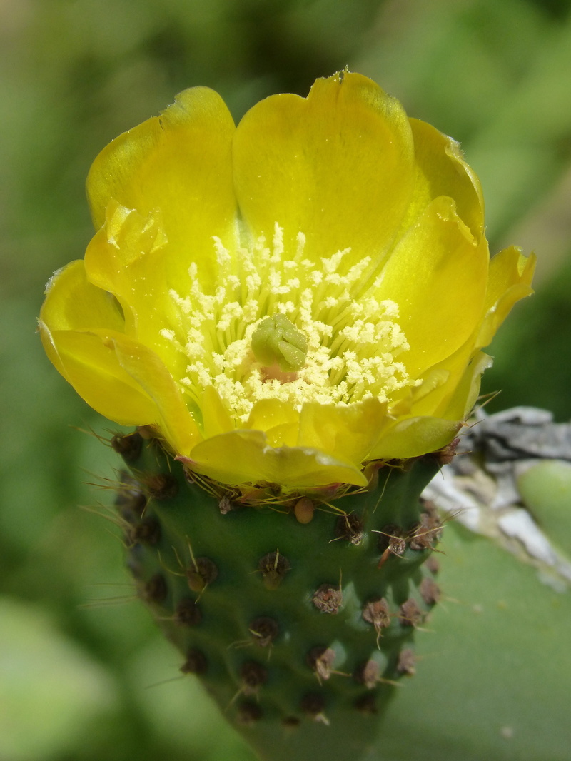 nature, day, growth, pollen, skewers, plant, flo chumbera, 4K, inflorescence, vulnerability, flower head, selective focus, freshness, no people, prickly pear