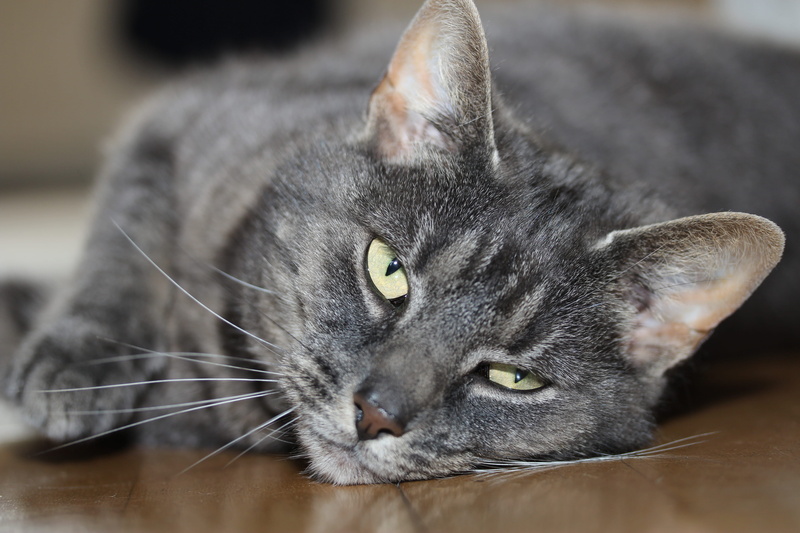 no people, whisker, domestic, face, vertebrate, portrait, 5K, domestic cat, animal eye, looking at camera, animal head, cats, gray, feline, close-up, domestic animals