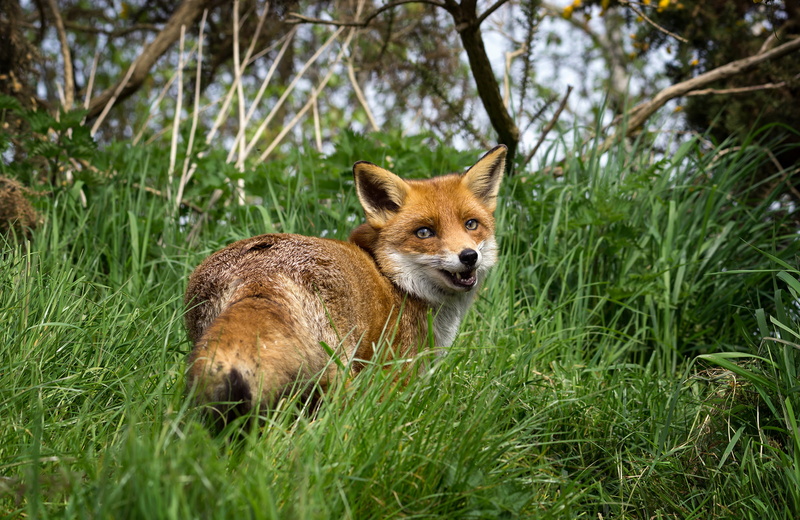 red fox, photo, daytime, outdoors, BWC, walking, fox, 1080P, walking on, mammal, red, close, close-up, animal, Lingfield  Surrey, flo, grass, wildlife