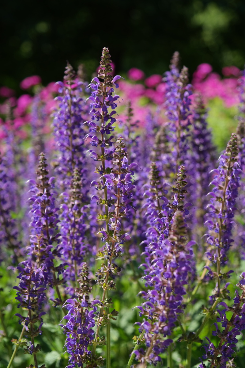 spring, blue, violet, salvia, lamiaceae, flower, botany, vulnerability, lavender, flower head, bloom, plant, color, wild sage, flowering plant, lavender colored