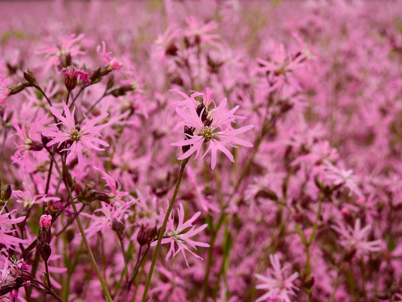 Bloom, pink Color, lychnis flos-cuculi, flowering plant, Flower, purple, macro, fragility, nature, summer, background, field, Pink, close-up, vulnerability