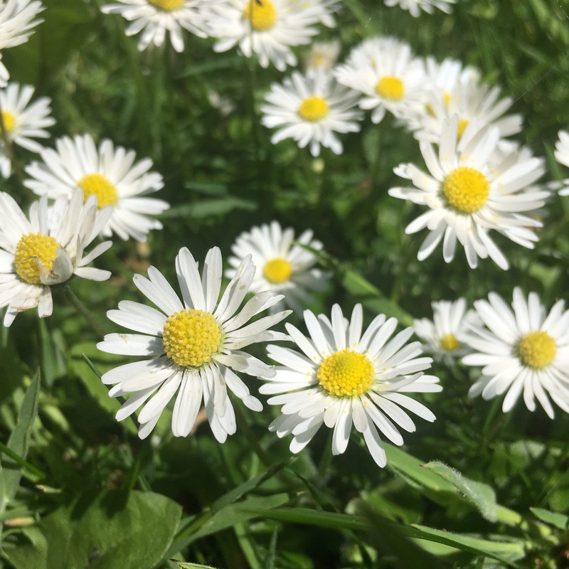 field, aroma, sweet, spring, bunch, bouquet, flower head, petal, gardening, white color, health, light, outdoors, celebration, focus on foreground, 2K