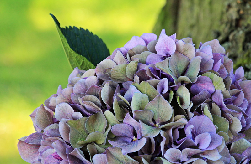 background, plant part, blossom, nature, purple, blue purple flower, 4K, ornamental garden, bunch of flowers, outdoors, petal, growth, no people, bloom