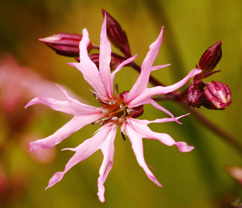 Campion, purple, fragility, silene, wwu, inflorescence, selective focus, flos, pink color, beauty in nature, pollen, plant, 2K, vulnerability, kuckus