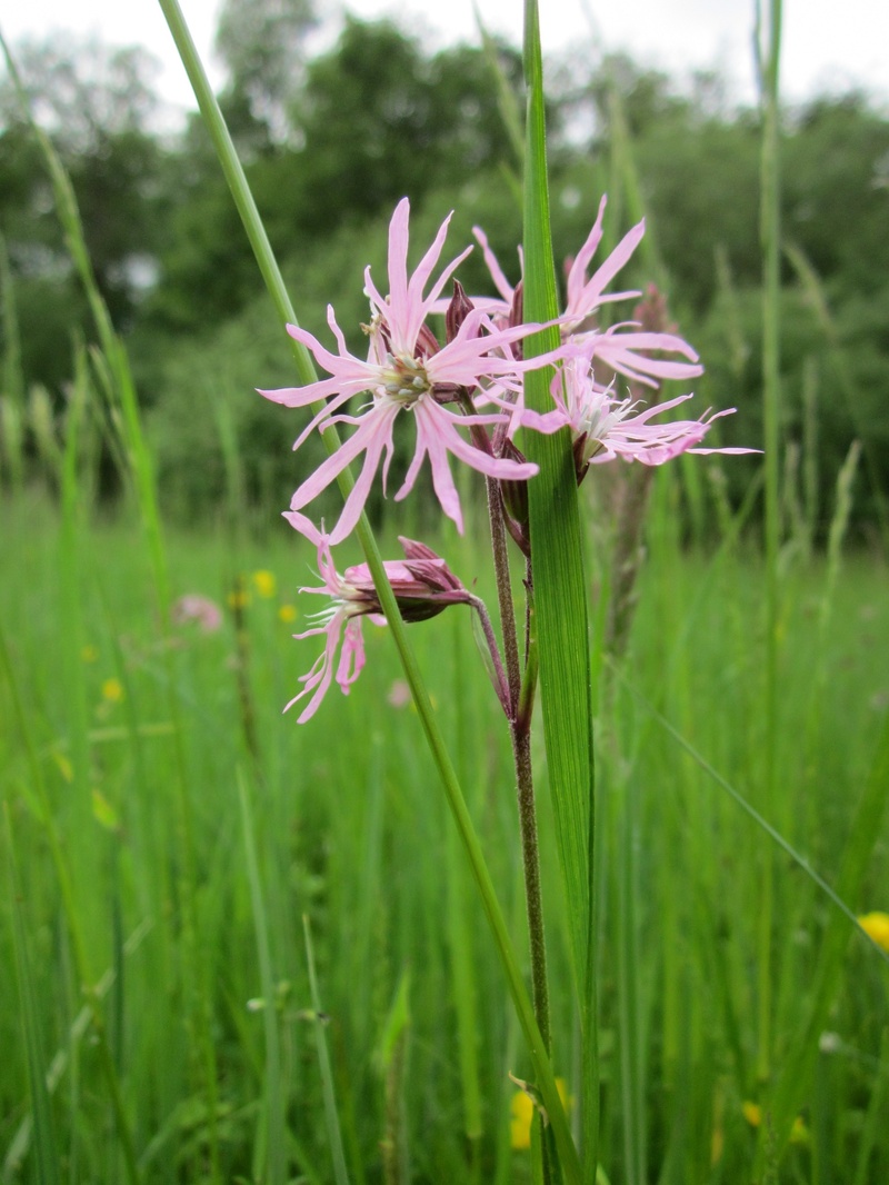 grass, fragility, close-up, field, flower head, land, flora, flowering plant, species, springtime, no people, vulnerability, focus on foreground, summer