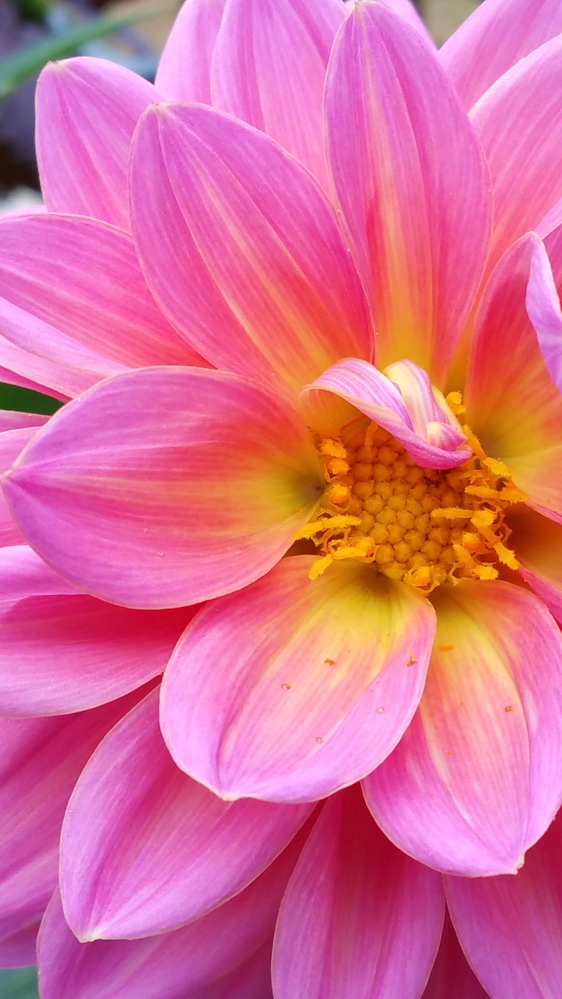 natural, petal, inflorescence, fragility, botany, efflorescence, garden, flower Head, 5K, vibrant, pollen, no people, vulnerability, pink Color, freshness