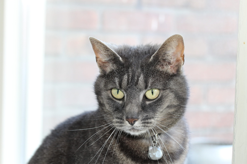 5K, domestic cat, focus on foreground, animal eye, grey cat, animal body part, looking at camera, cat, animal head, no people, animal themes, mammal, domestic animals